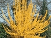 Forsythia intermedia Lynwood